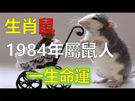 84年屬鼠|1984年屬鼠是什麼命？最全鼠命命相批註！